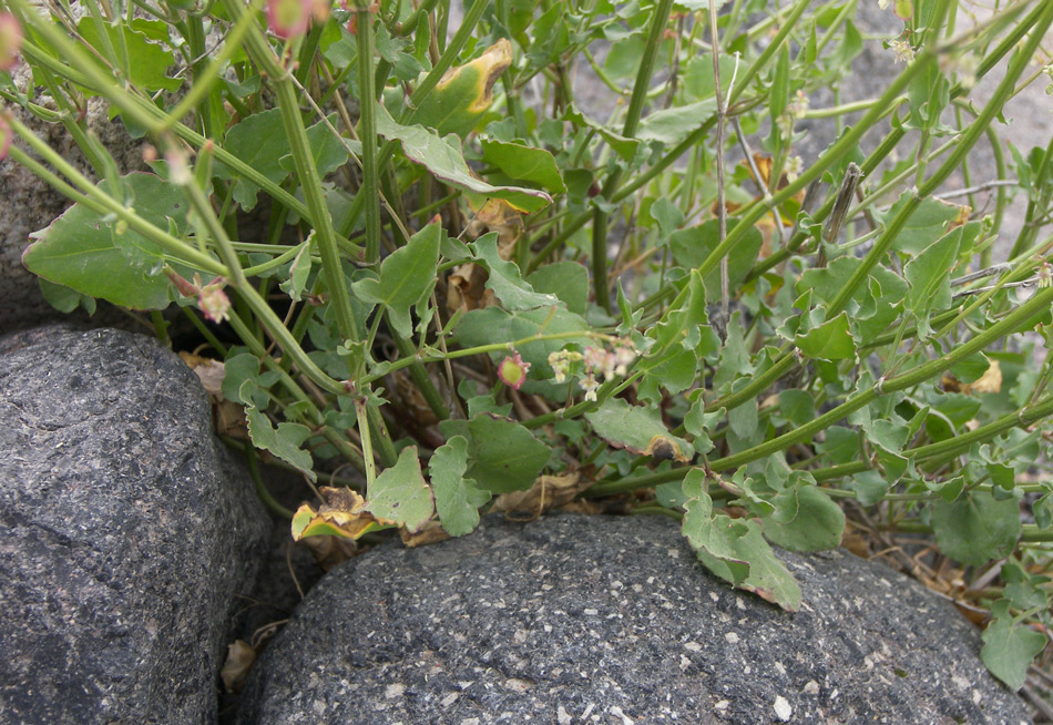 Изображение особи Rumex hastifolius.