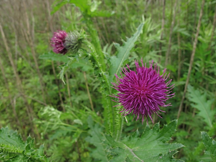 Изображение особи Carduus crispus.