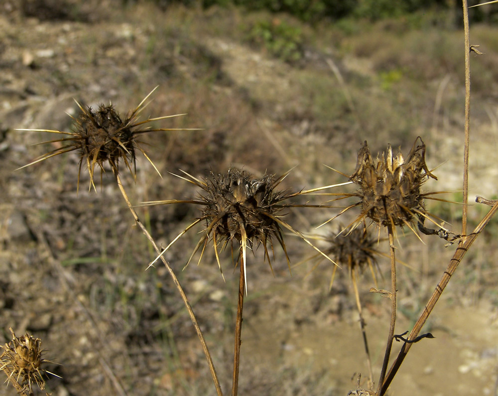 Image of Centaurea sosnovskyi specimen.