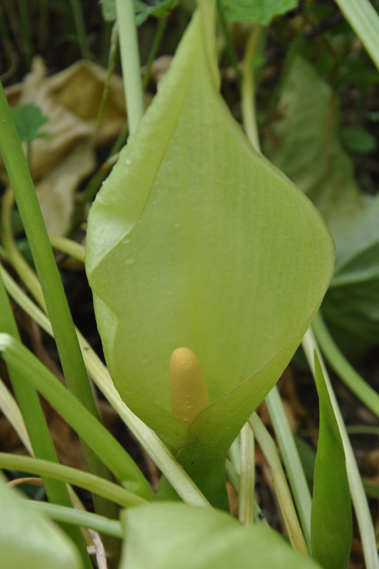 Изображение особи Arum italicum ssp. albispathum.