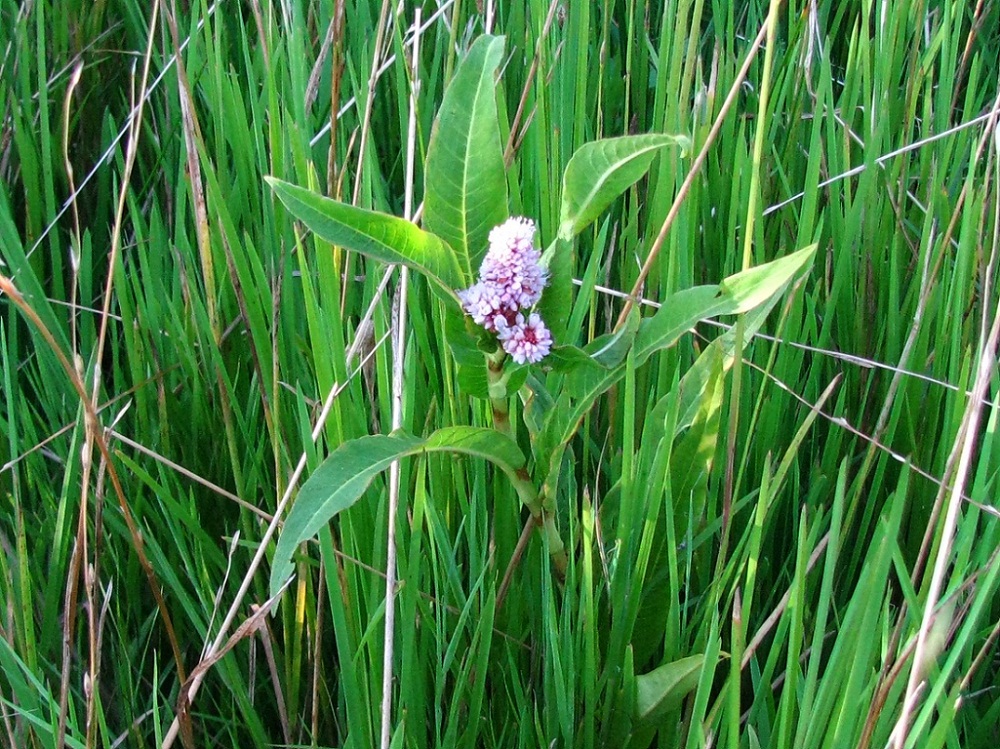 Image of Persicaria amphibia specimen.