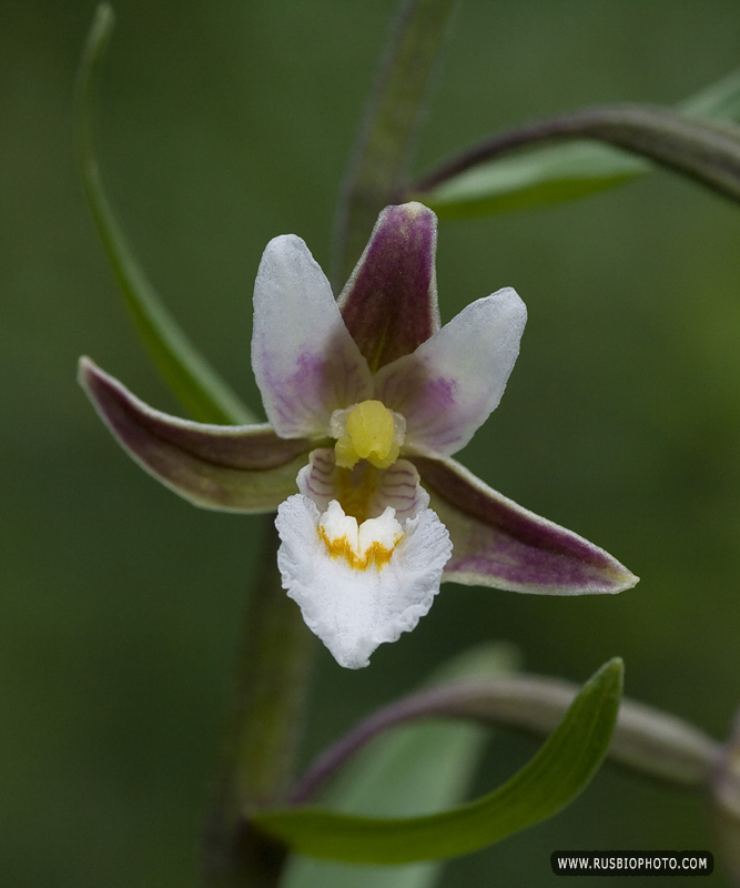 Изображение особи Epipactis palustris.