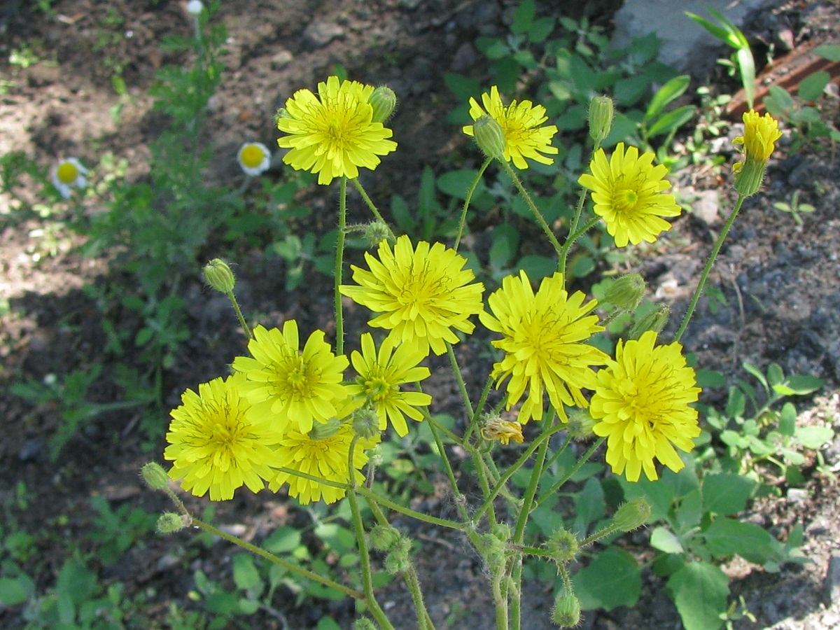 Image of Lagoseris sancta specimen.