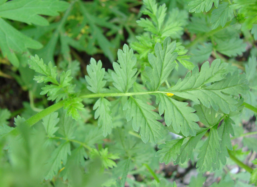 Image of Potentilla supina ssp. paradoxa specimen.