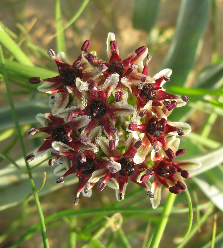 Image of Allium rothii specimen.