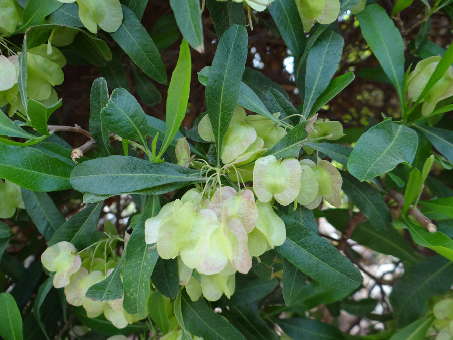 Изображение особи Dodonaea viscosa.