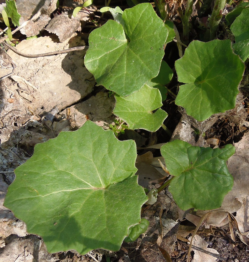 Image of Tussilago farfara specimen.