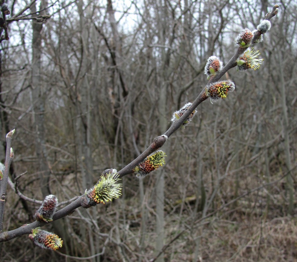 Image of Salix cinerea specimen.