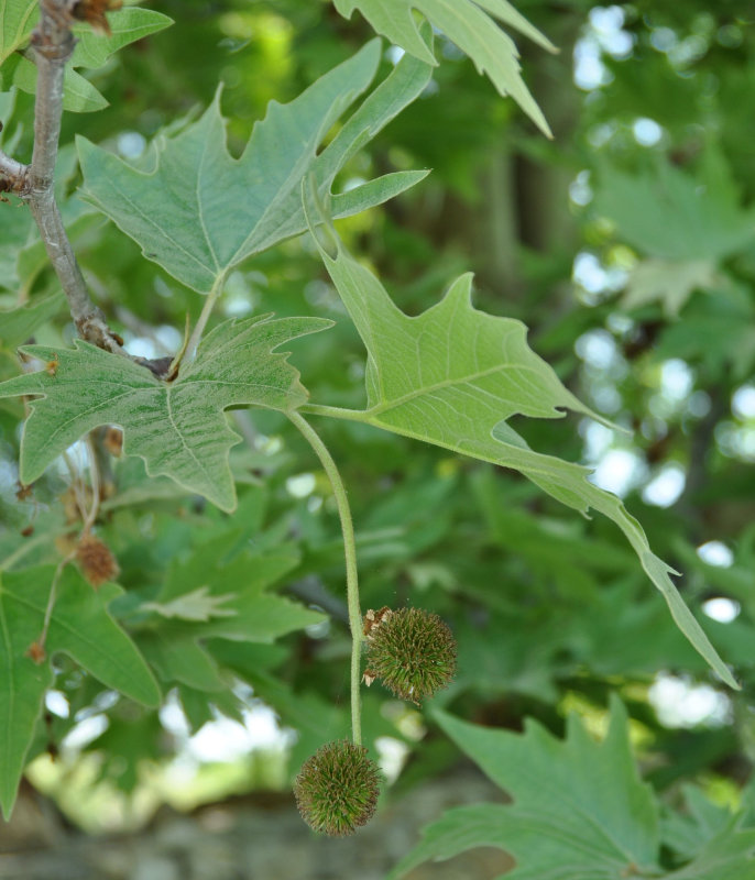 Изображение особи Platanus orientalis.