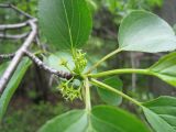 Rhamnus cathartica