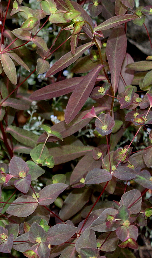 Image of genus Euphorbia specimen.