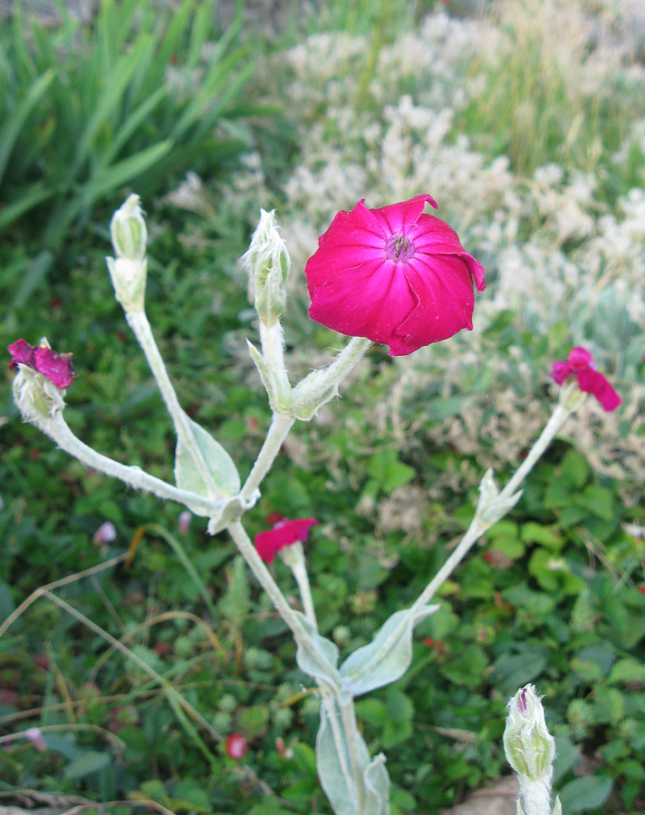 Image of Lychnis coronaria specimen.