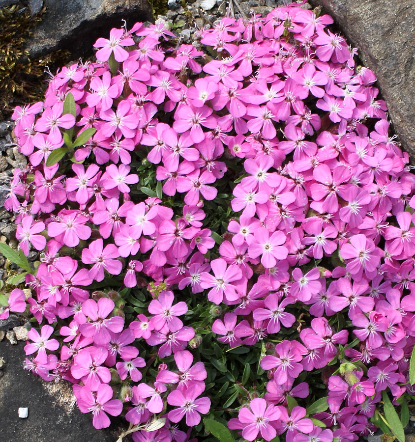 Image of Saponaria × olivana specimen.
