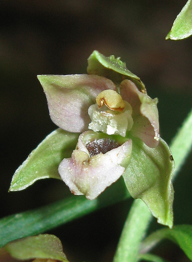 Изображение особи Epipactis helleborine.