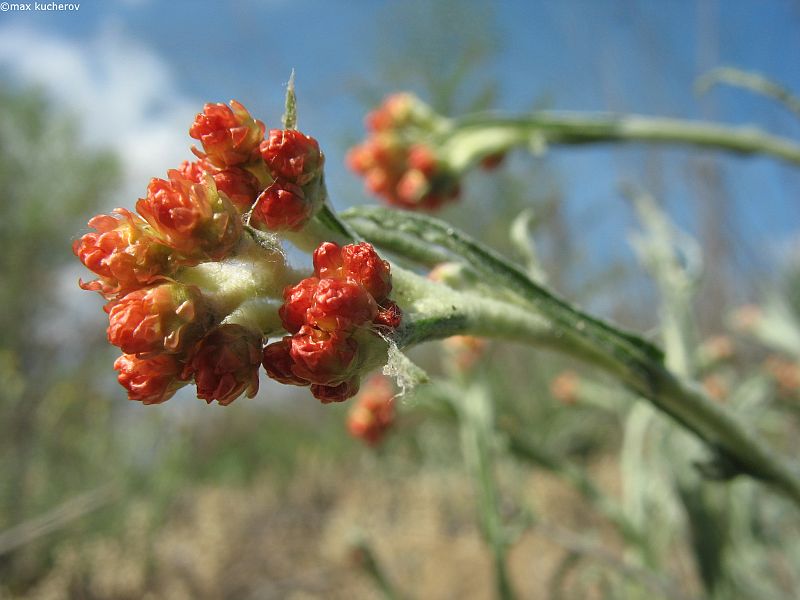 Изображение особи Helichrysum arenarium.