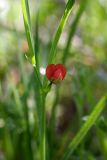 Lathyrus cicera. Цветок. Южный Казахстан, хр. Боролдайтау, ущ. Кенозен. 22.04.2013.
