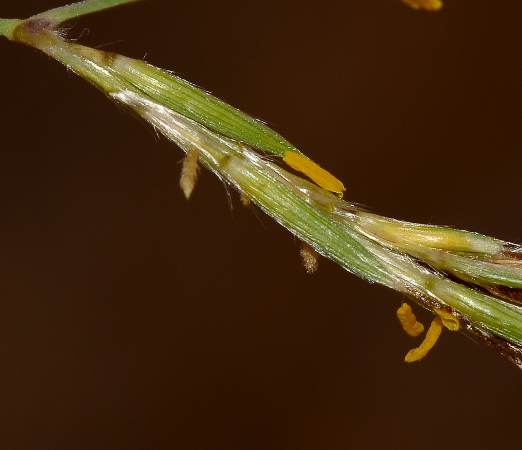 Image of Hyparrhenia hirta specimen.