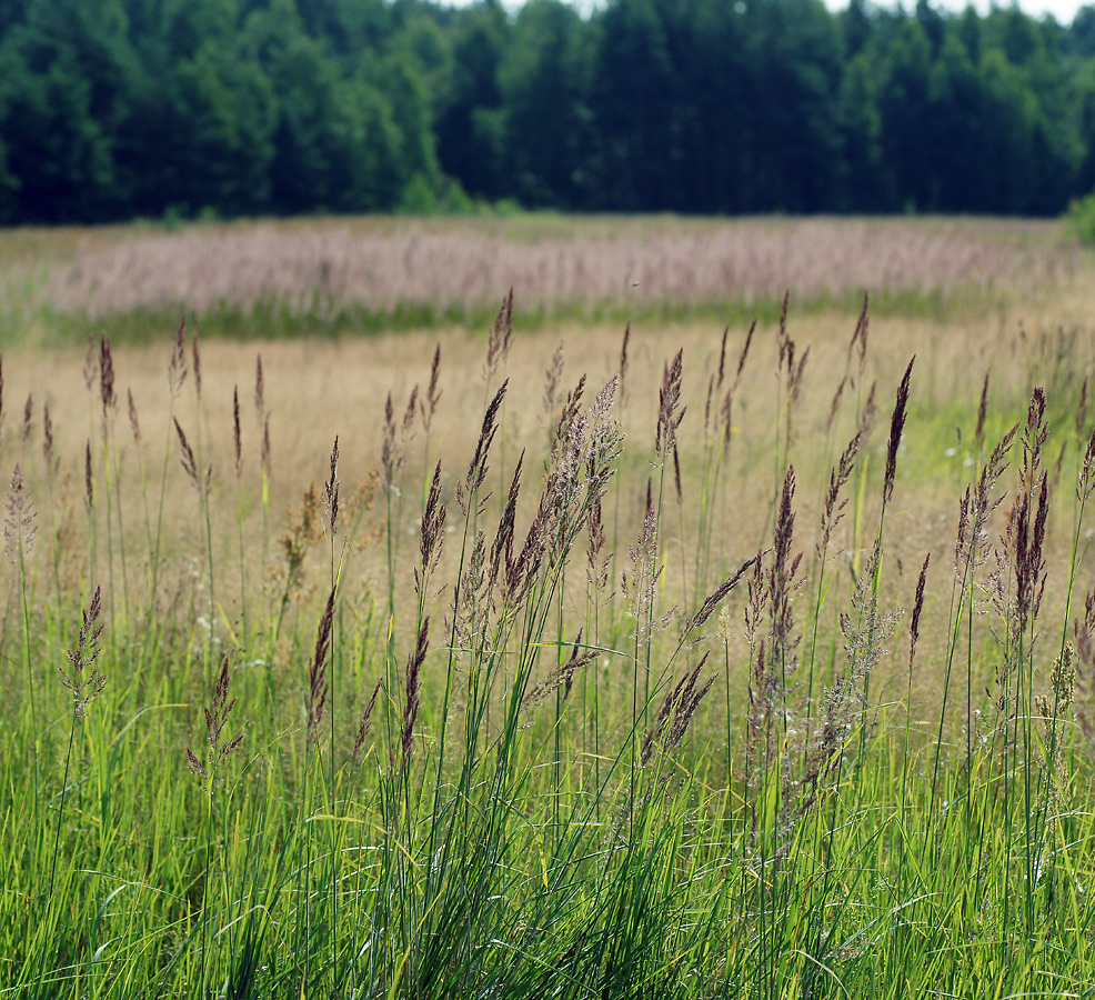 Изображение особи Calamagrostis epigeios.