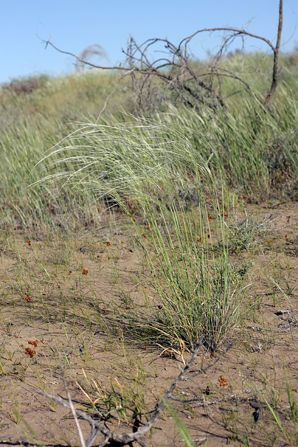 Изображение особи род Stipa.