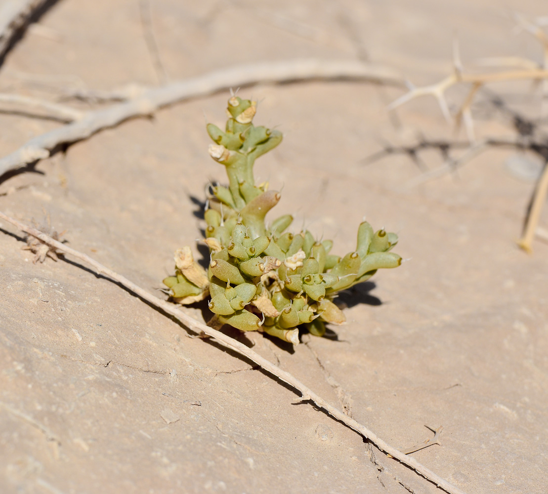 Image of Anabasis setifera specimen.