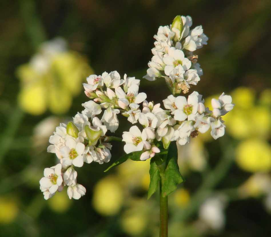 Изображение особи Fagopyrum esculentum.