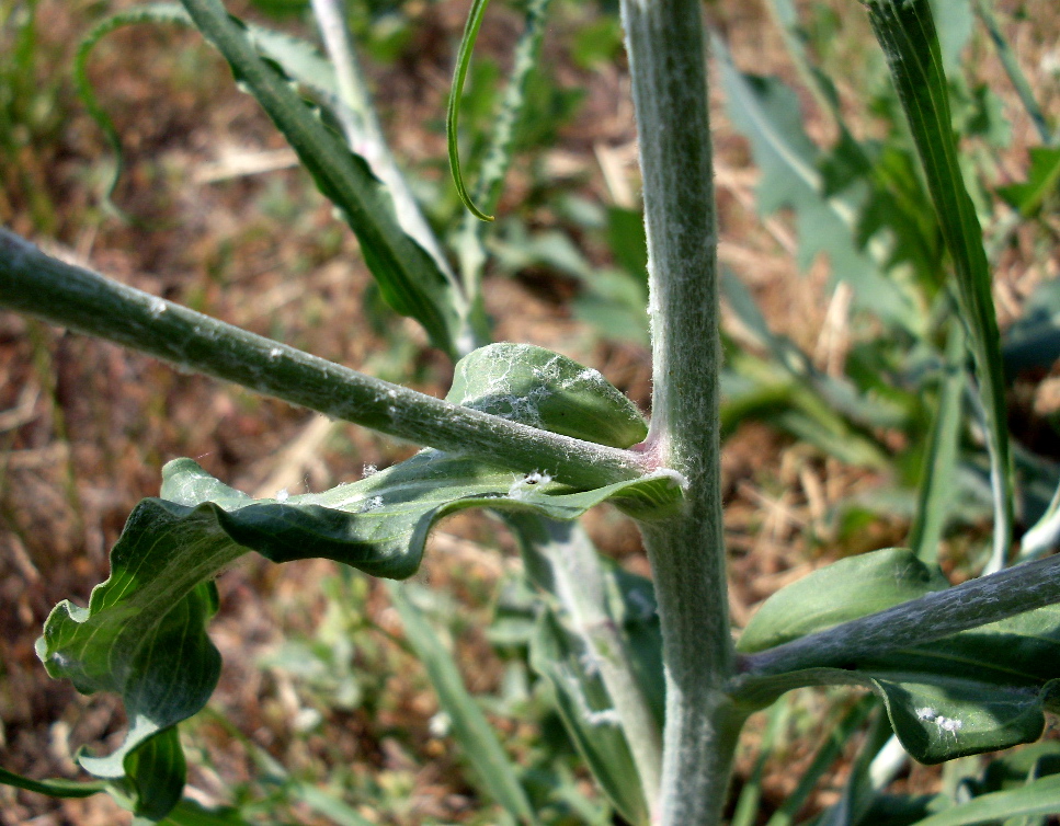 Изображение особи Tragopogon dasyrhynchus.