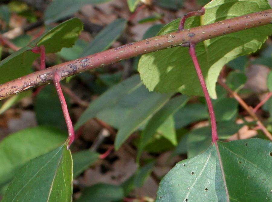 Изображение особи Aristotelia chilensis.