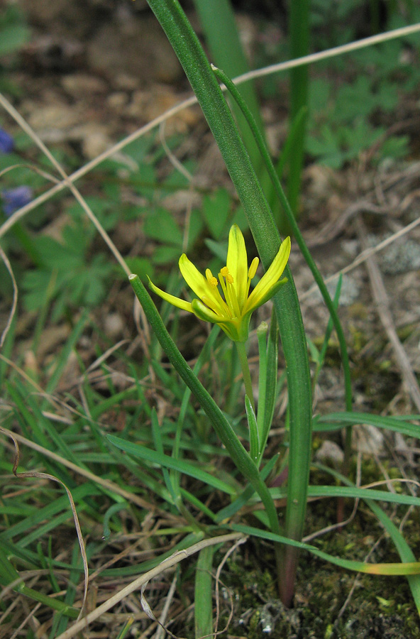 Image of Gagea artemczukii specimen.