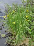 Iris pseudacorus. Цветущие растения. Карелия, Ладожское озеро, остров Валаам. 21.06.2012.
