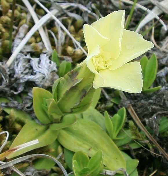 Изображение особи Gentiana oschtenica.