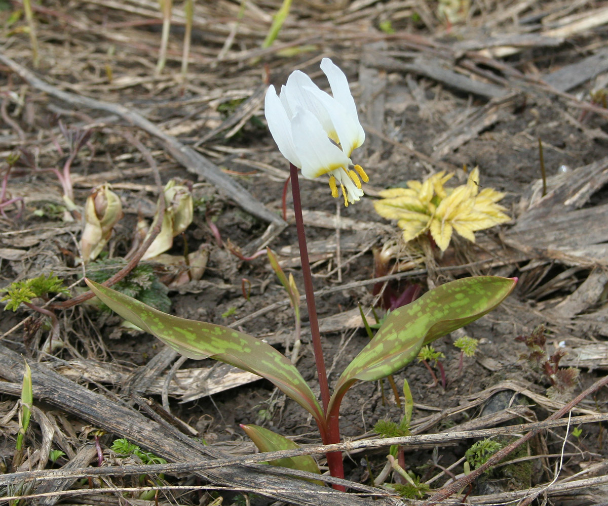 Изображение особи Erythronium sibiricum.