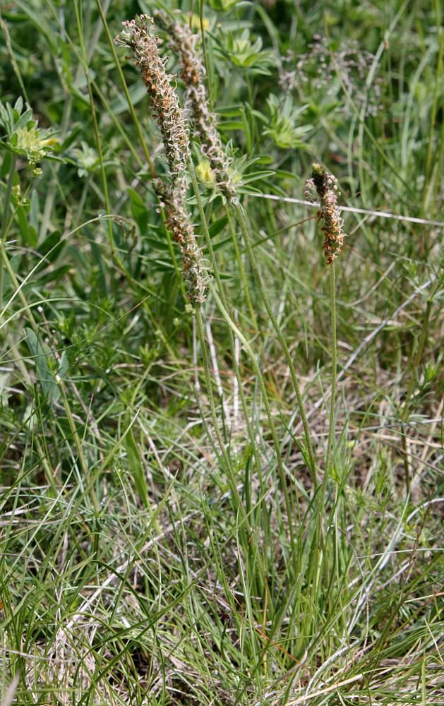 Image of Plantago capitellata specimen.