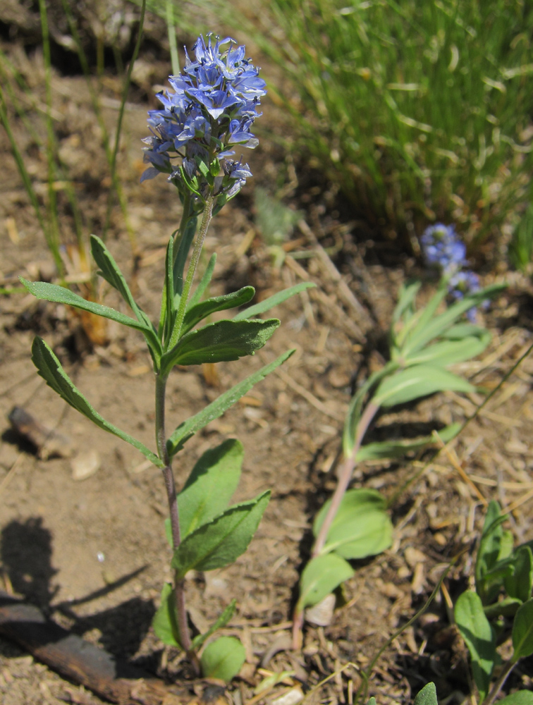 Image of Veronica prostrata specimen.