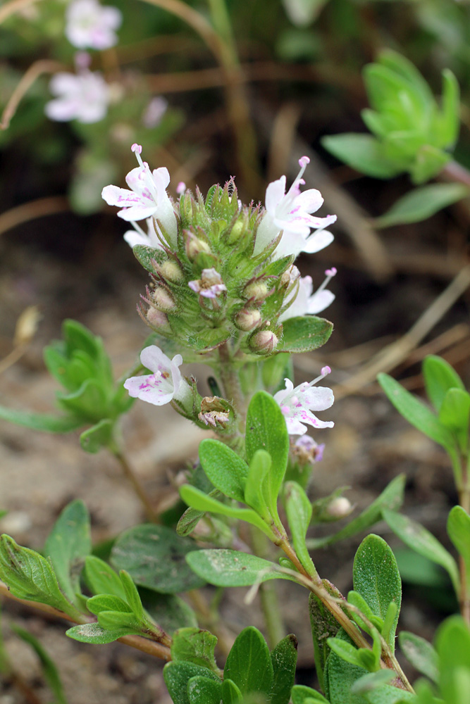 Image of Thymus dmitrievae specimen.