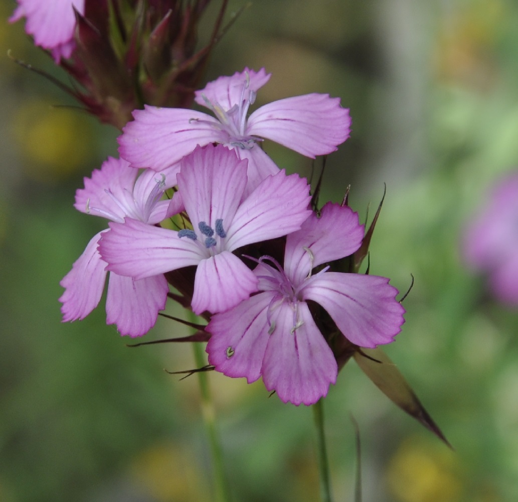 Изображение особи род Dianthus.