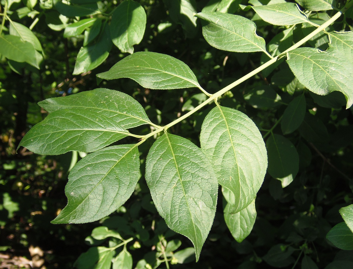 Image of Euonymus europaeus specimen.