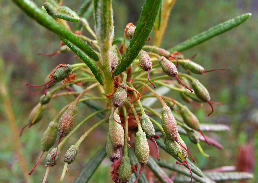 Image of Ledum palustre specimen.