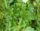 Смотреть изображение Laserpitium hispidum