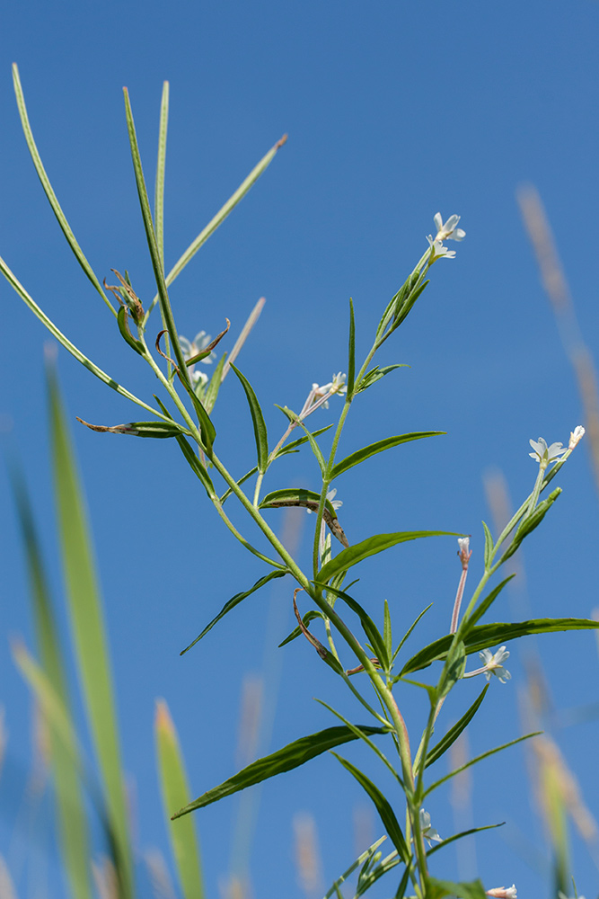 Изображение особи Epilobium palustre.