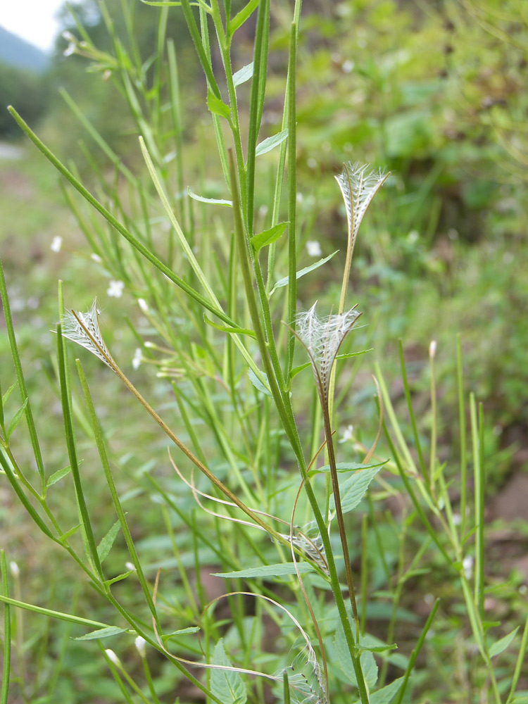 Изображение особи Epilobium pseudorubescens.