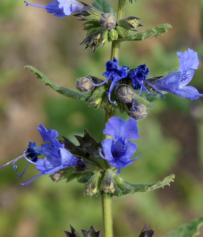 Изображение особи Lophanthus chinensis.