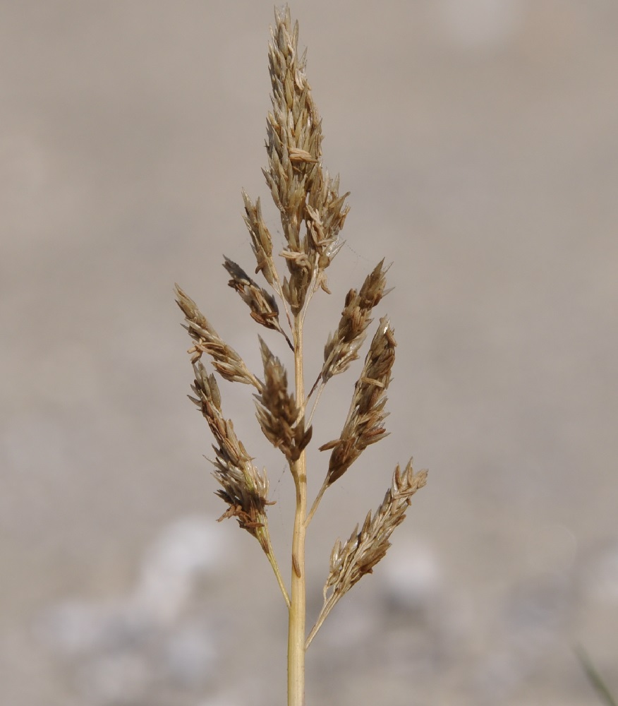 Image of Sporobolus pungens specimen.