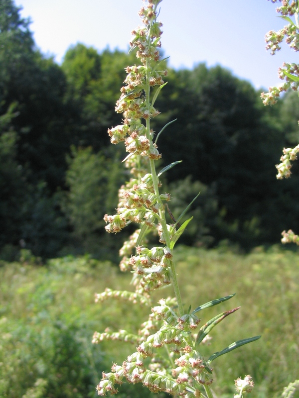 Изображение особи Artemisia vulgaris.