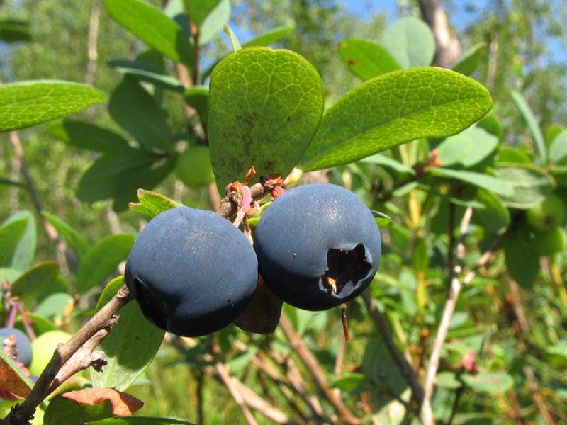 Image of Vaccinium uliginosum specimen.