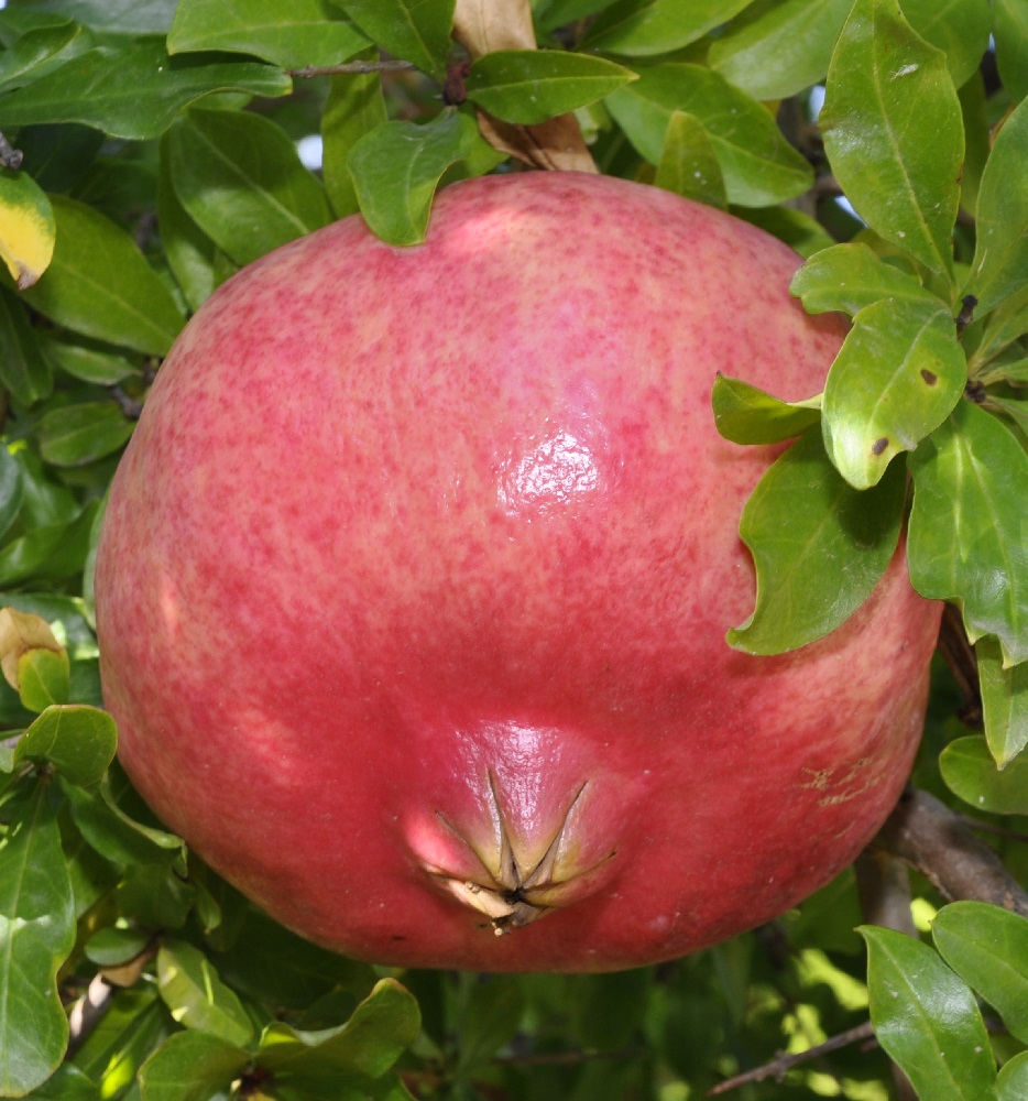 Image of Punica granatum specimen.