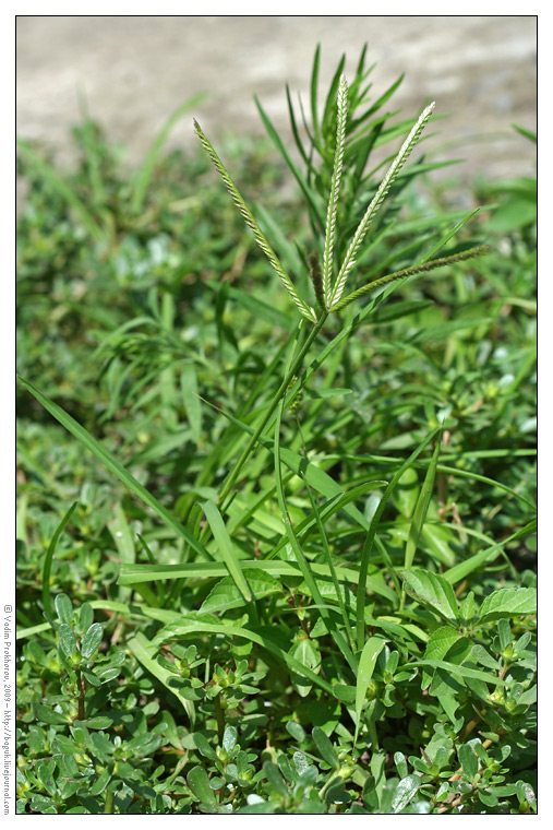 Image of Eleusine indica specimen.