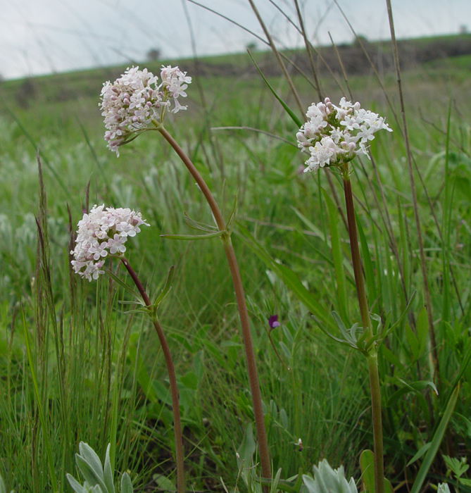 Изображение особи Valeriana tuberosa.