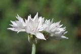 Allium amplectens