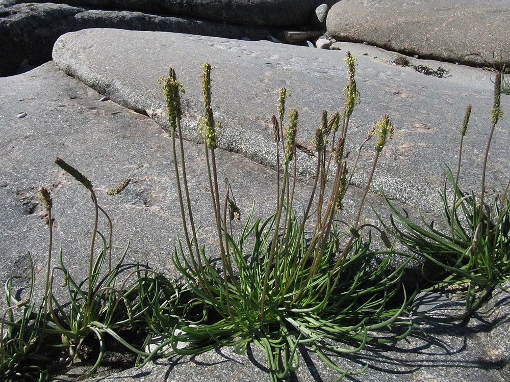 Image of Plantago maritima specimen.