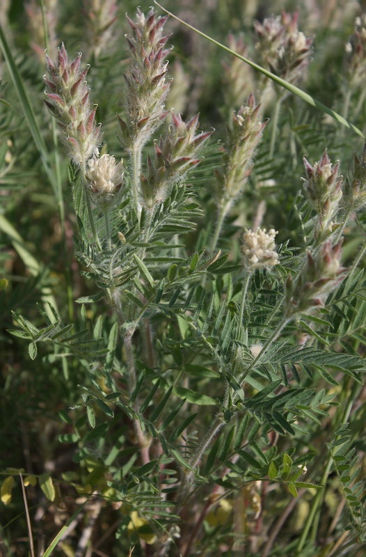 Изображение особи Oxytropis pilosa.